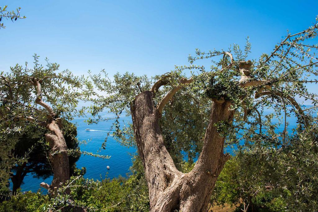 Villa De Rosa Positano Eksteriør bilde